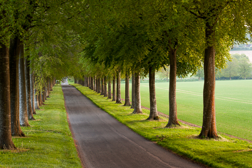 Moor Crichel